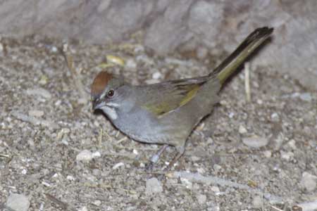 Green-Tailed
