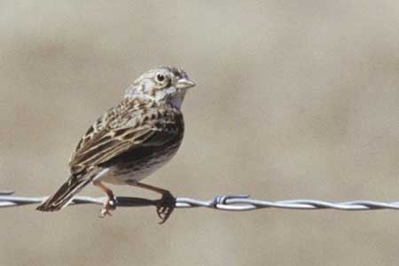 Lark