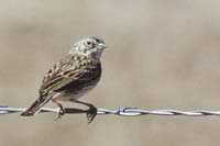 Lark