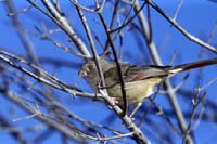 Pyrrhuloxia