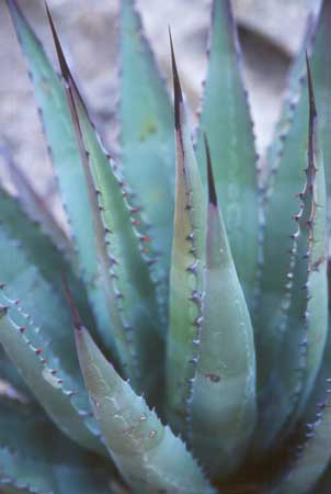 Arizona