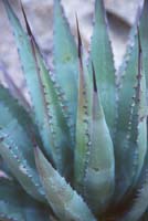 Arizona