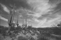 Suhuaro