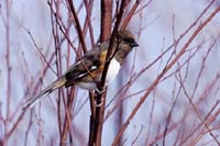 Rufous