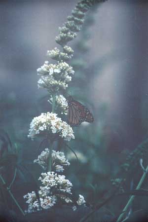 Monarch