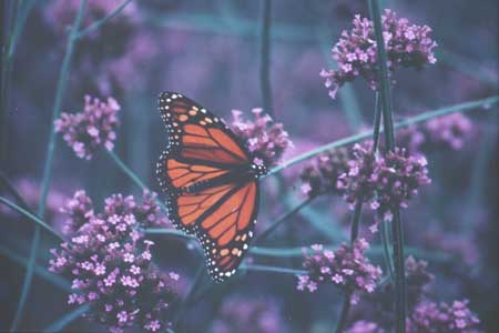 Monarchs