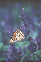 Monarch
