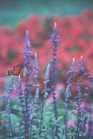 Monarchs
