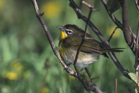Yellow-Breasted