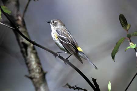 Yellow-Rumped