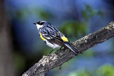 Yellow-Rumped