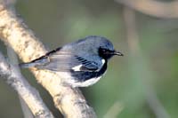 Black-Throated