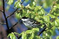 Blackpoll
