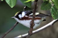 Chestnut