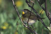 Yellow-Breasted