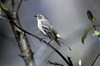 Yellow-Rumped