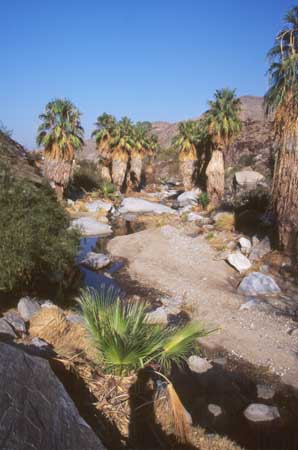 Desert