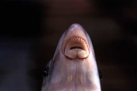 Fish