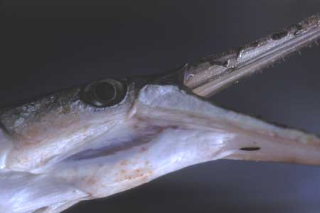 Gar