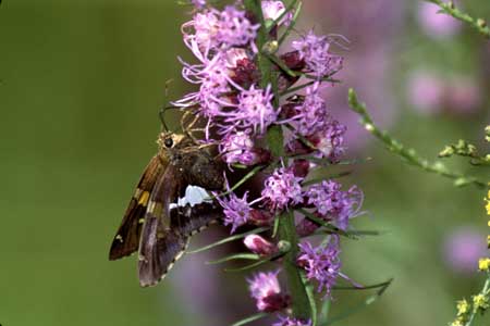 Moth