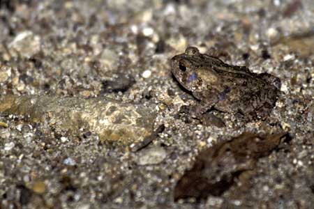 Toad