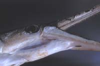 Gar