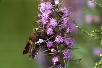 Moth
