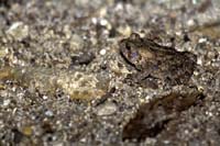 Toad