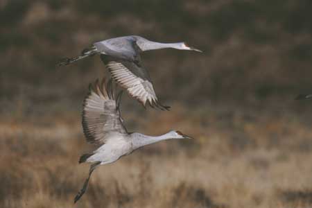 Sandhill