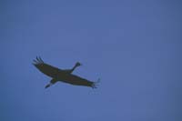 Sandhill