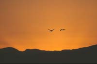 Sandhill