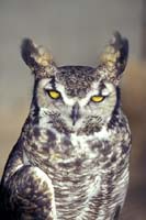Great