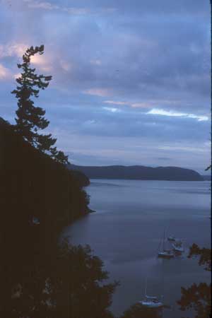 Orcas