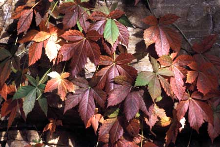 Fall