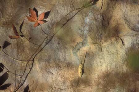 Leaf