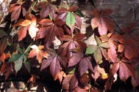 Fall