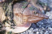 Florida